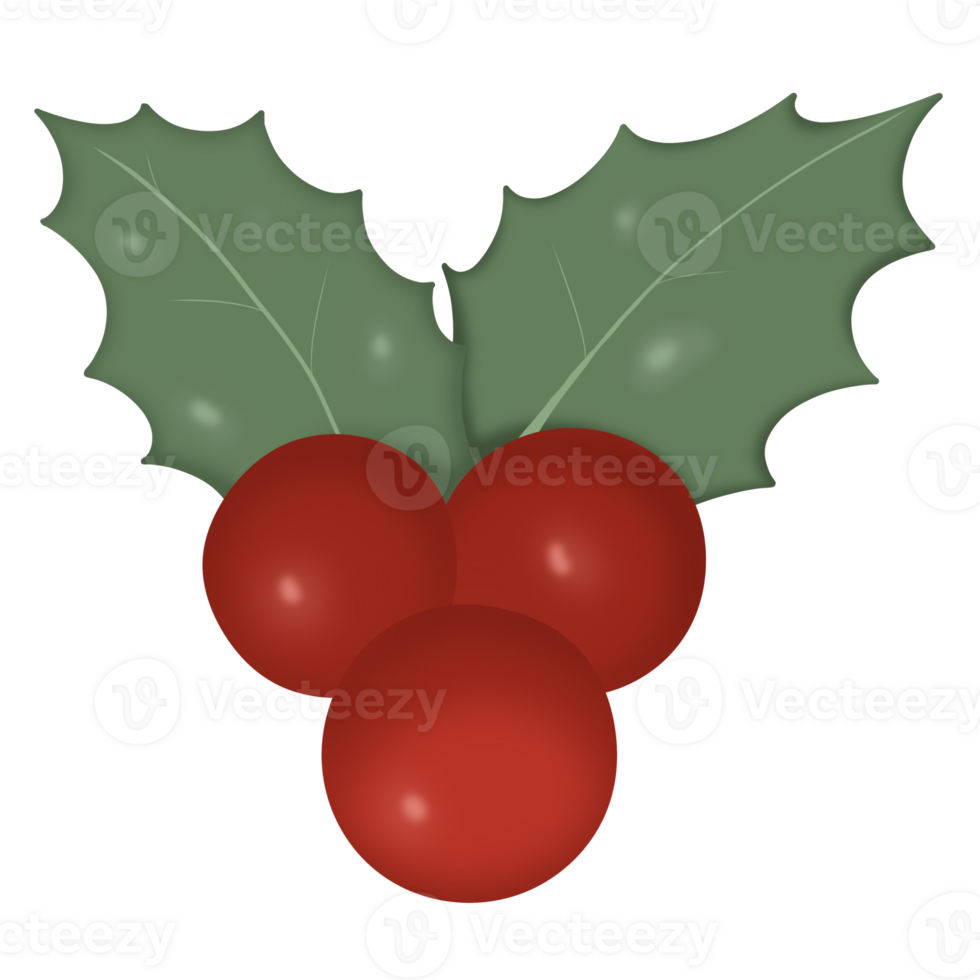 Stechpalme und Beeren png