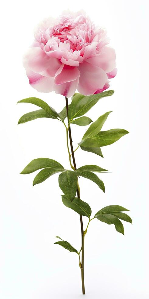 AI generated Peony isolated on white background. AI Generated photo