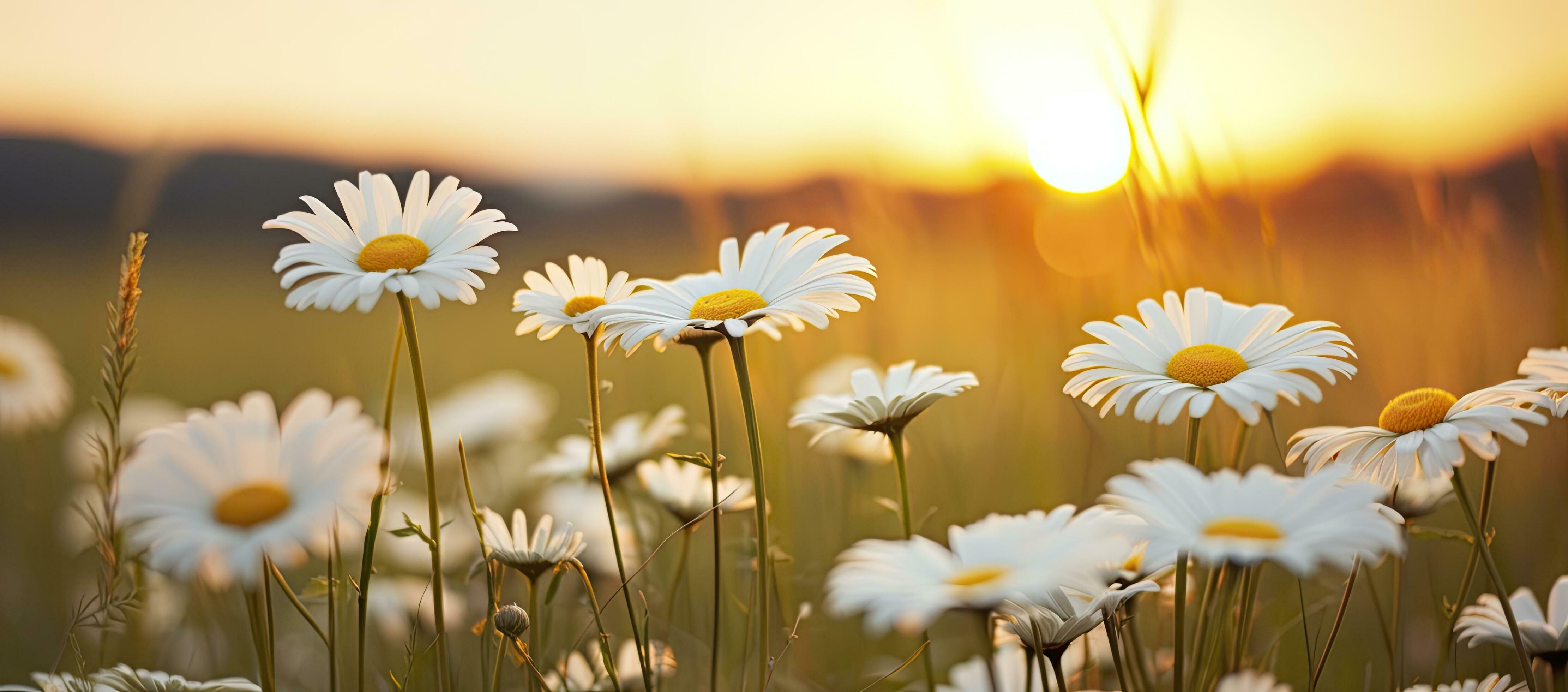 The Mysterious Case Of The Leaking Daisy Blooms! - vpne0pp