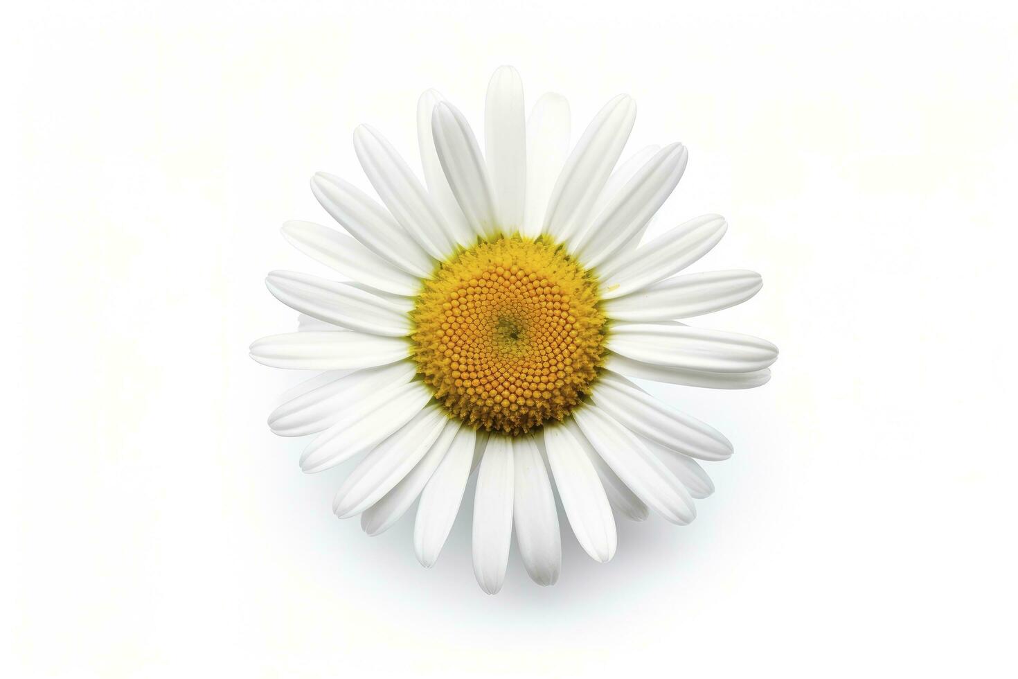 AI generated Common daisy isolated on white background. AI Generated photo