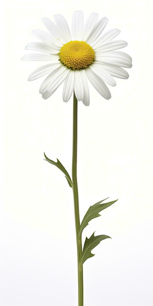 AI generated Common daisy isolated on white background. AI Generated photo