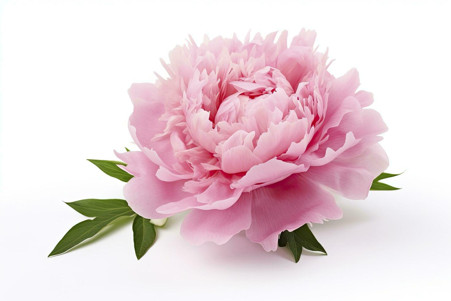 AI generated Peony isolated on white background. AI Generated photo