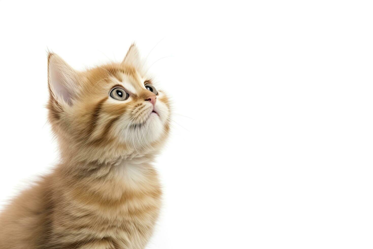 AI generated Playful funny kitten looking up isolated on a white background. AI Generated photo