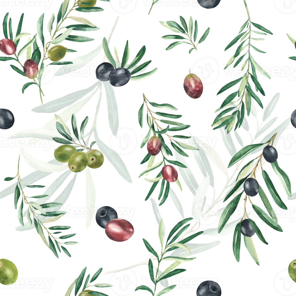 Watercolor seamless pattern with branches of green, black and red olives on a white background. Can be used for textile, wallpaper prints, kitchen, food and cosmetic design. png