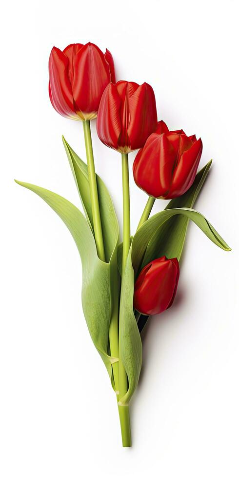 AI generated Red tulips isolated on white background. AI Generated photo