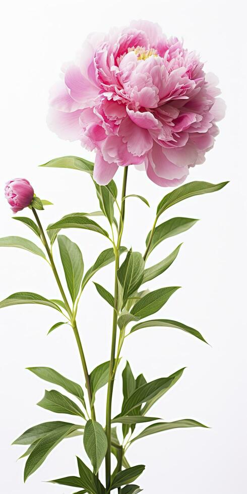 AI generated Peony isolated on white background. AI Generated photo