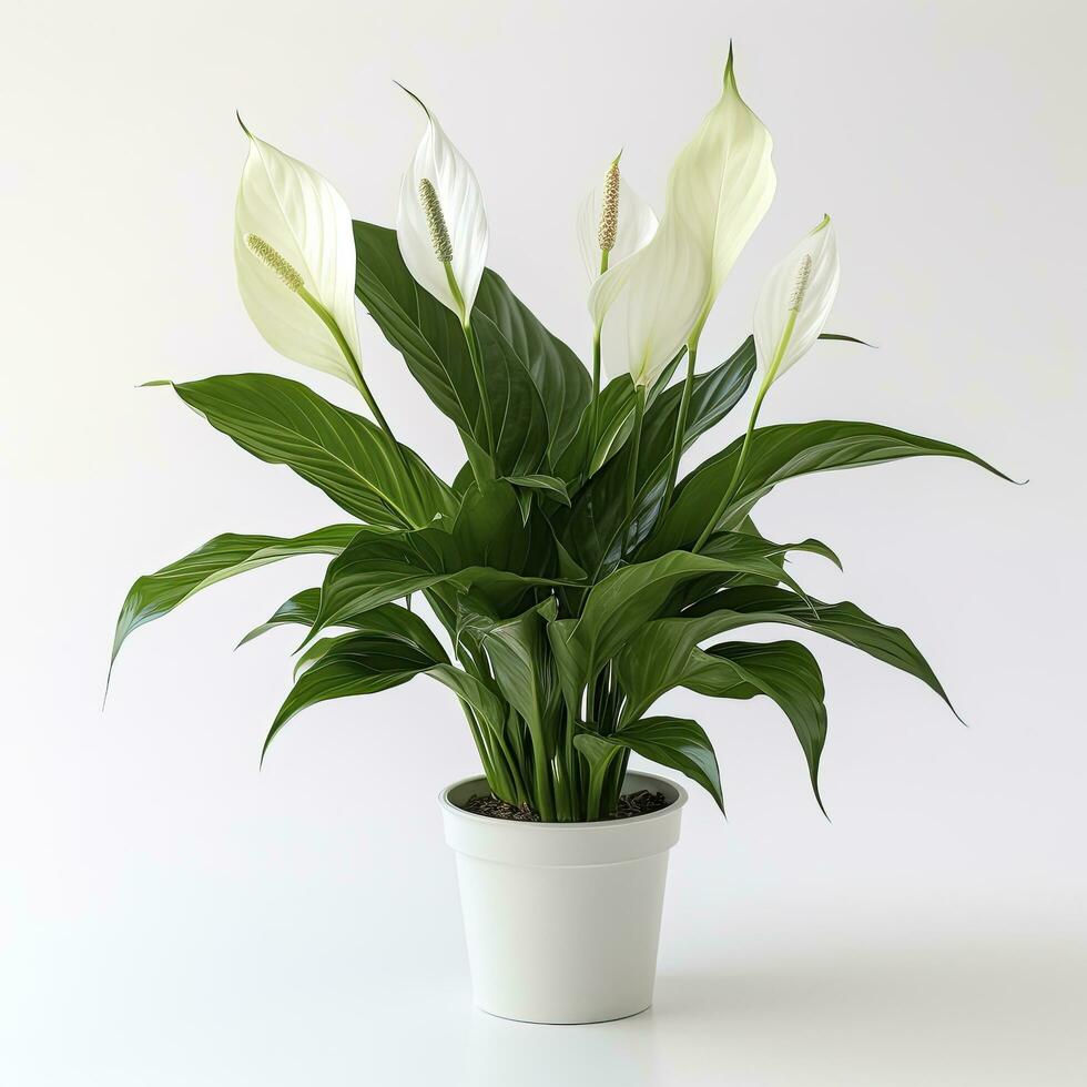 AI generated Peace Lily on a plain white background. AI Generated photo