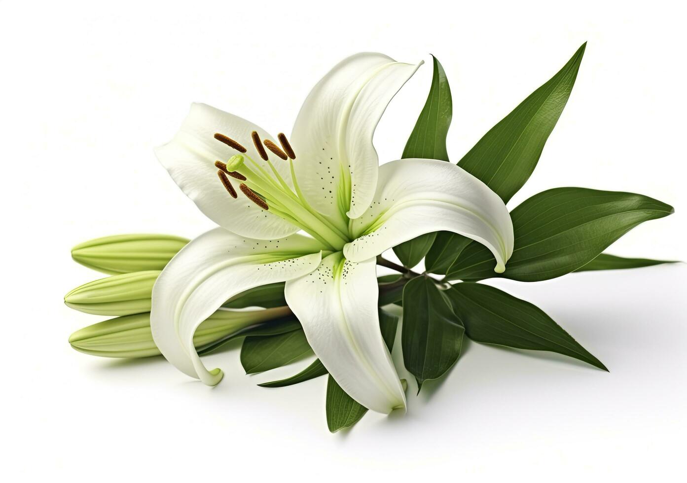 AI generated Beautiful fresh lily flower with green leaves, isolated on white background. AI Generated photo