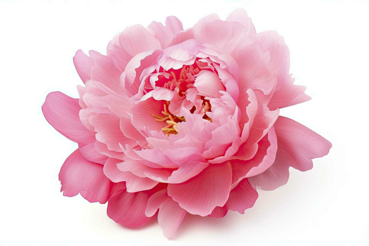 AI generated Peony isolated on white background. AI Generated photo