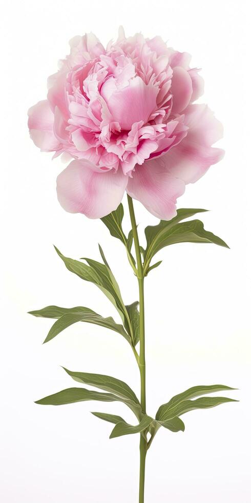 AI generated Peony isolated on white background. AI Generated photo