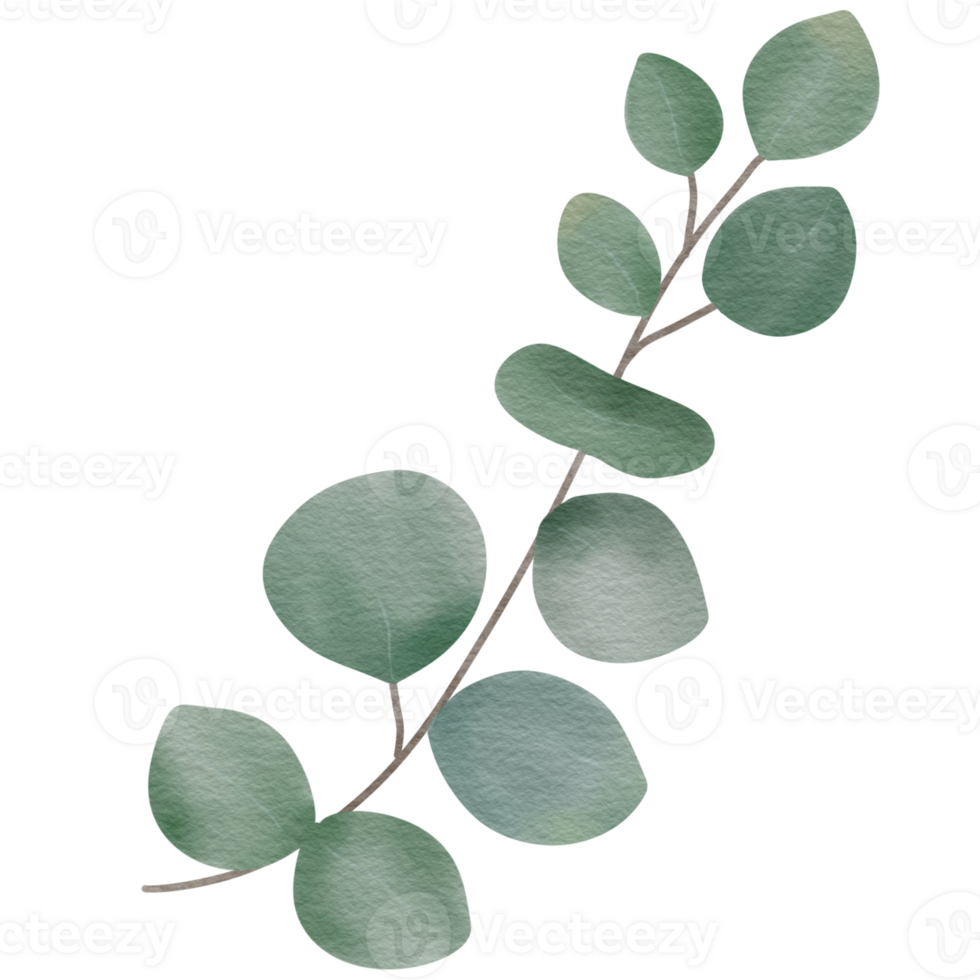 Eucalyptus branch watercolor style. png