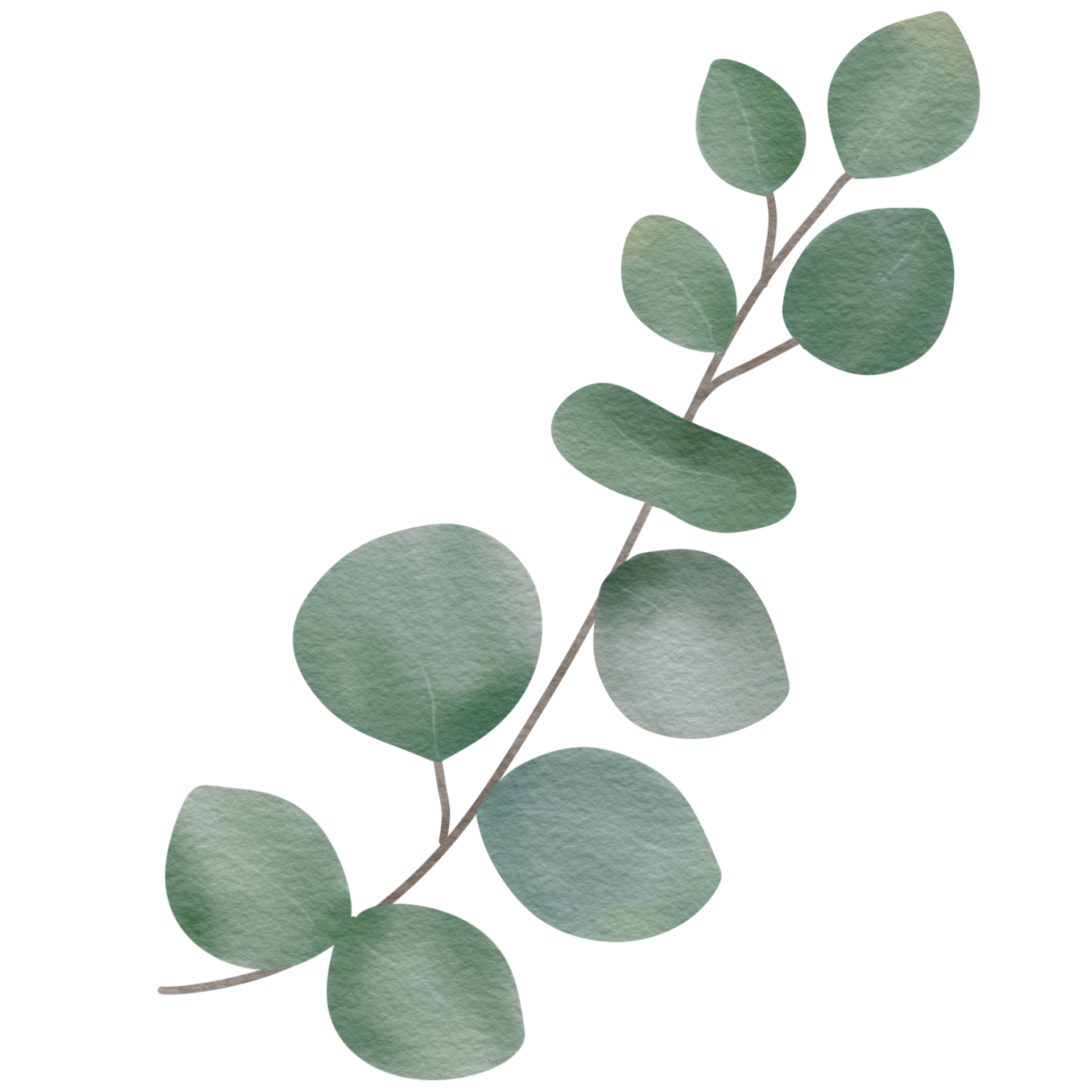 Eucalyptus branch watercolor style. 35574603 PNG