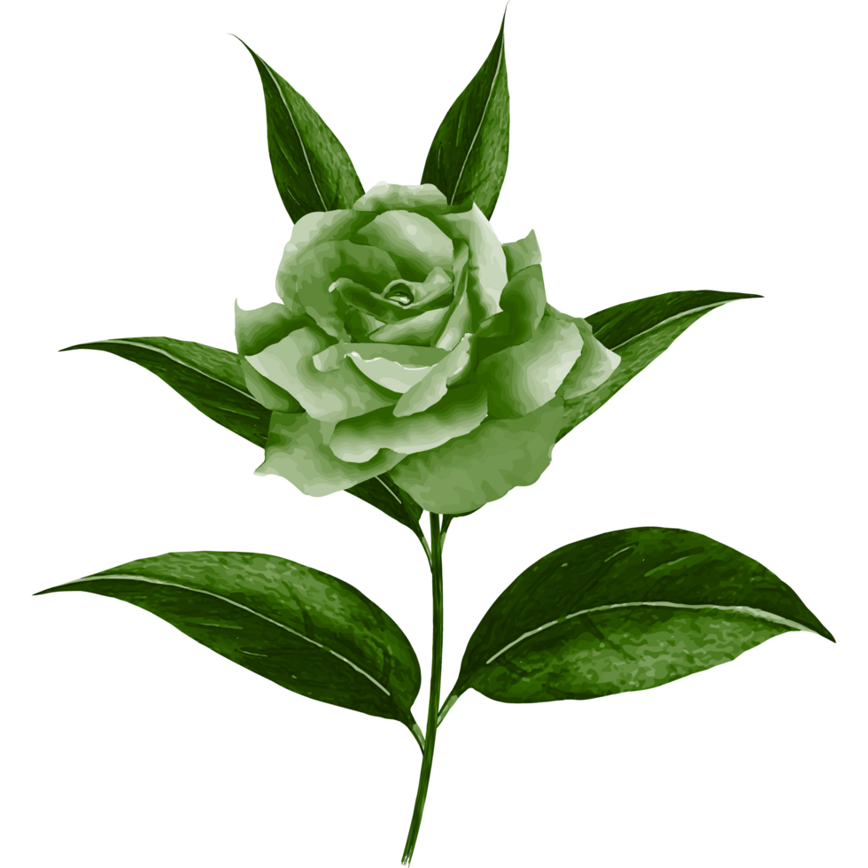 Green rose flower png