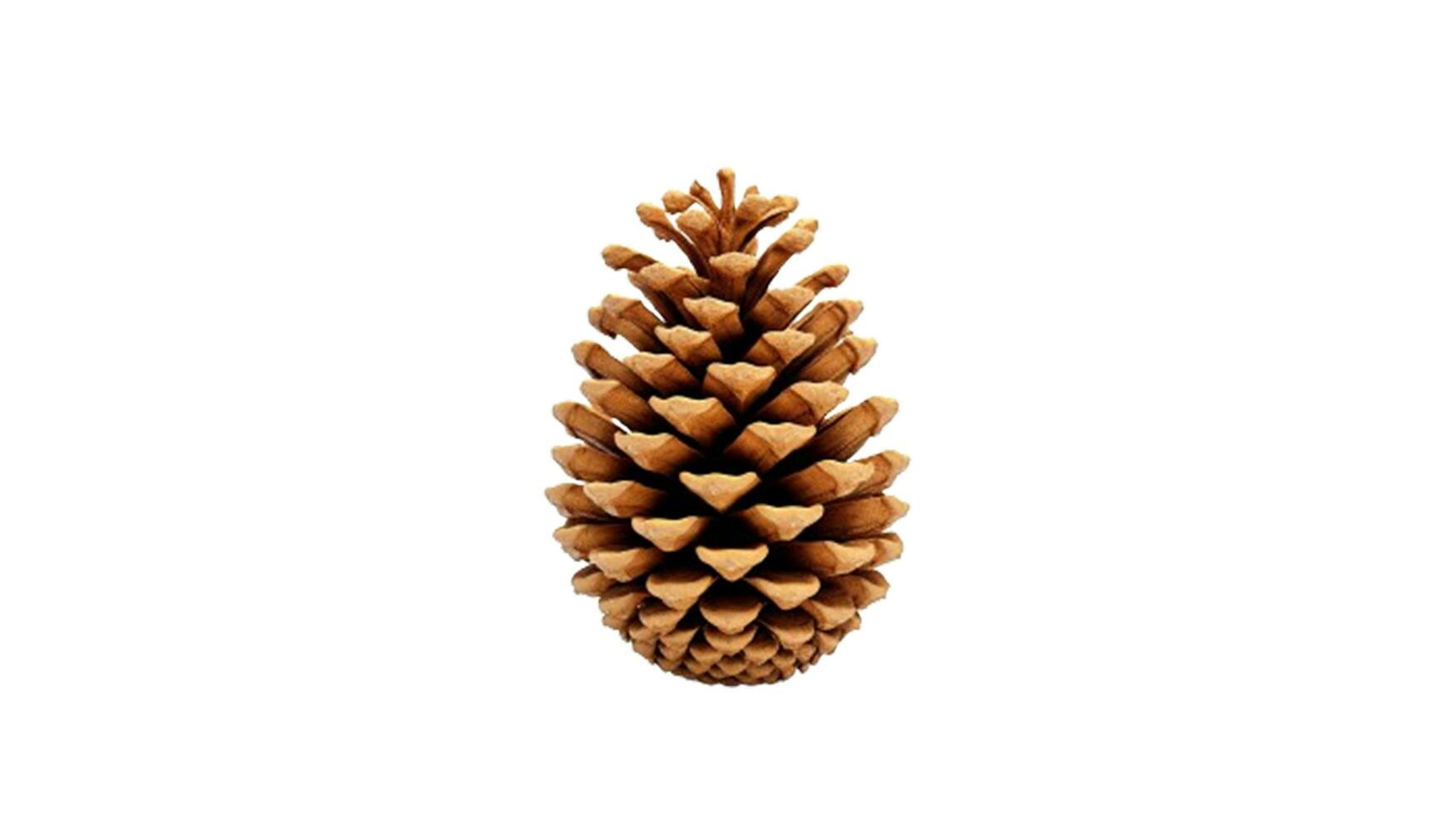 AI generated pine cone isolated on white background photo