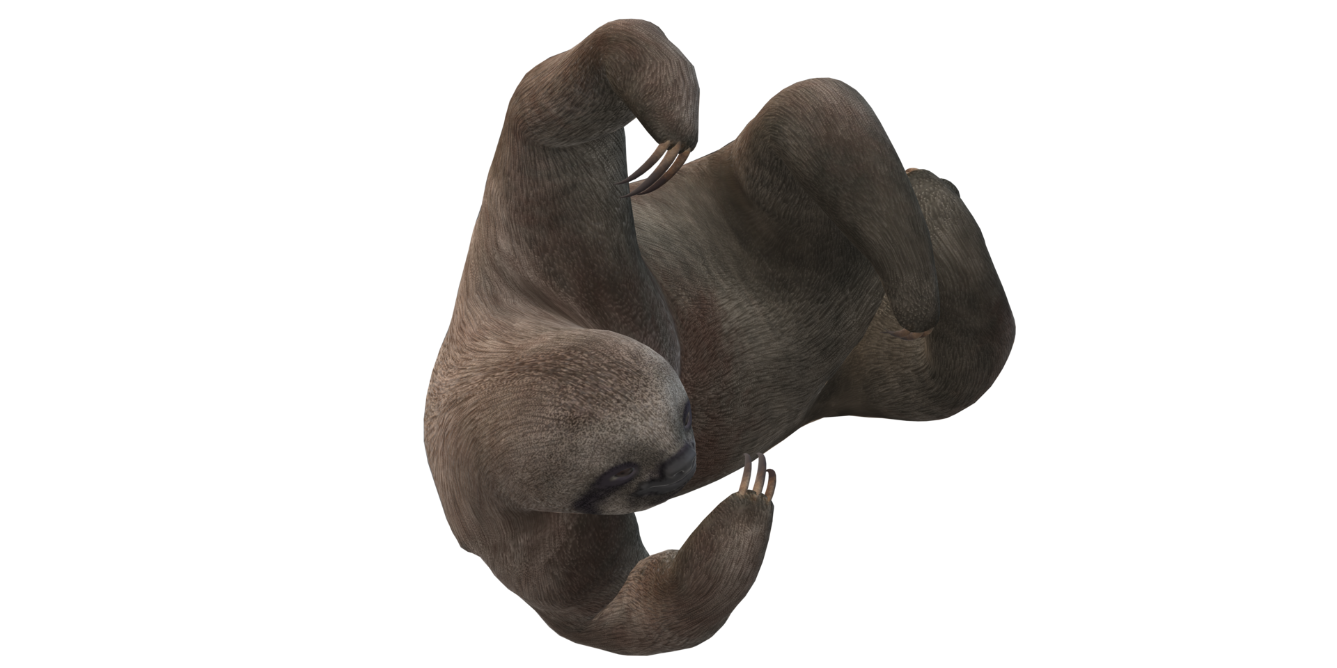 Sloth isolated on a Transparent Background png