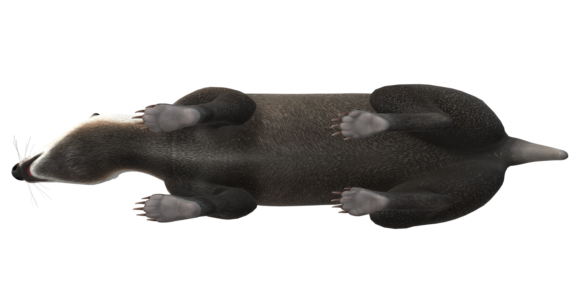 Badger isolated on a Transparent Background png