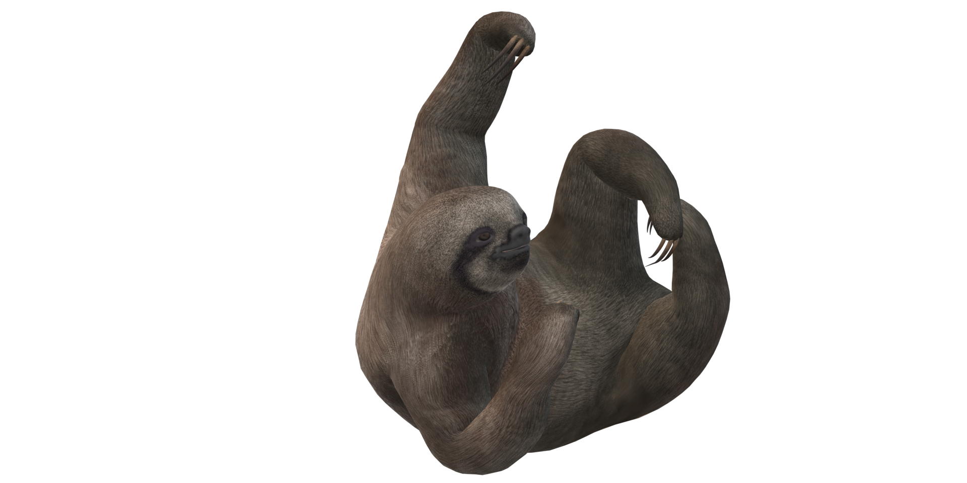 Sloth isolated on a Transparent Background png