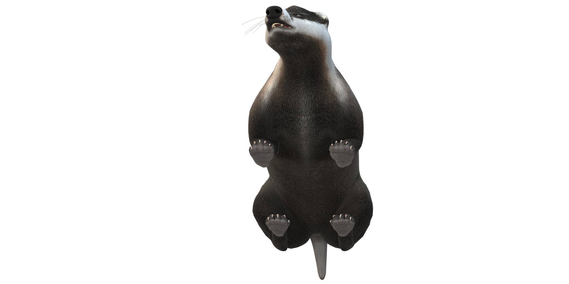 Badger isolated on a Transparent Background png