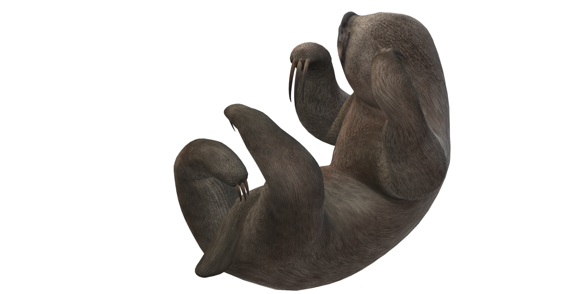 Sloth isolated on a Transparent Background png