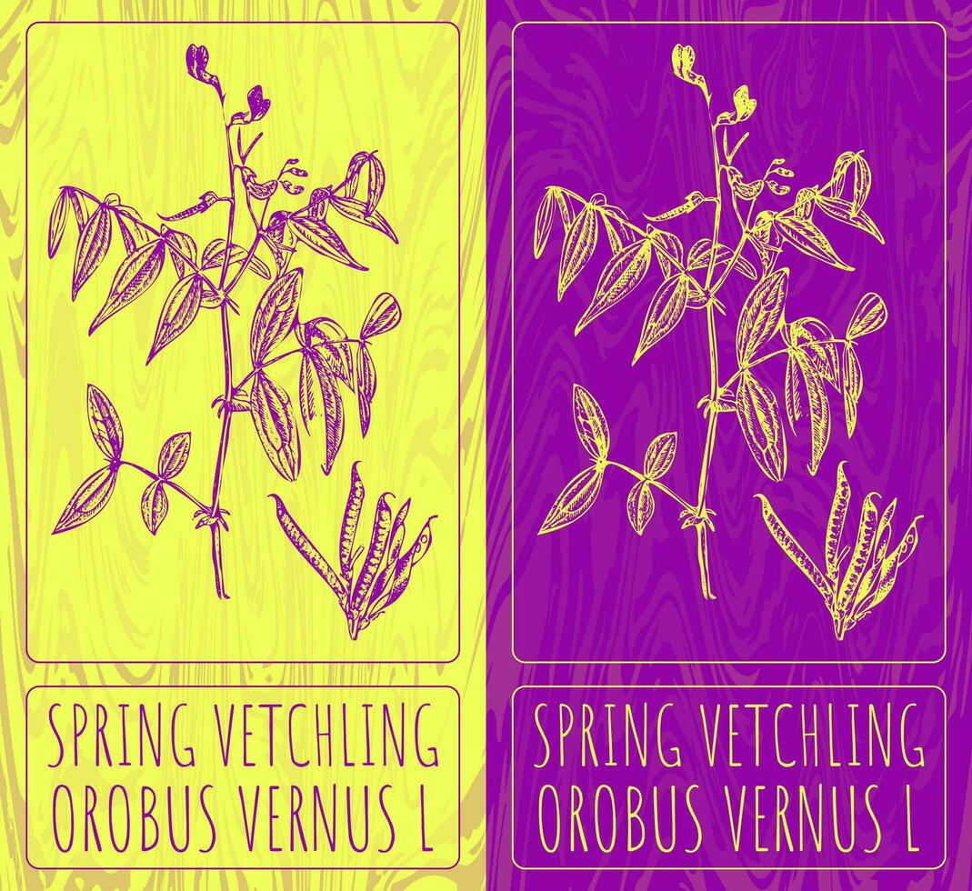 Vector drawings SPRING VETCHLING. Hand drawn illustration. Latin name OROBUS VERNUS L.