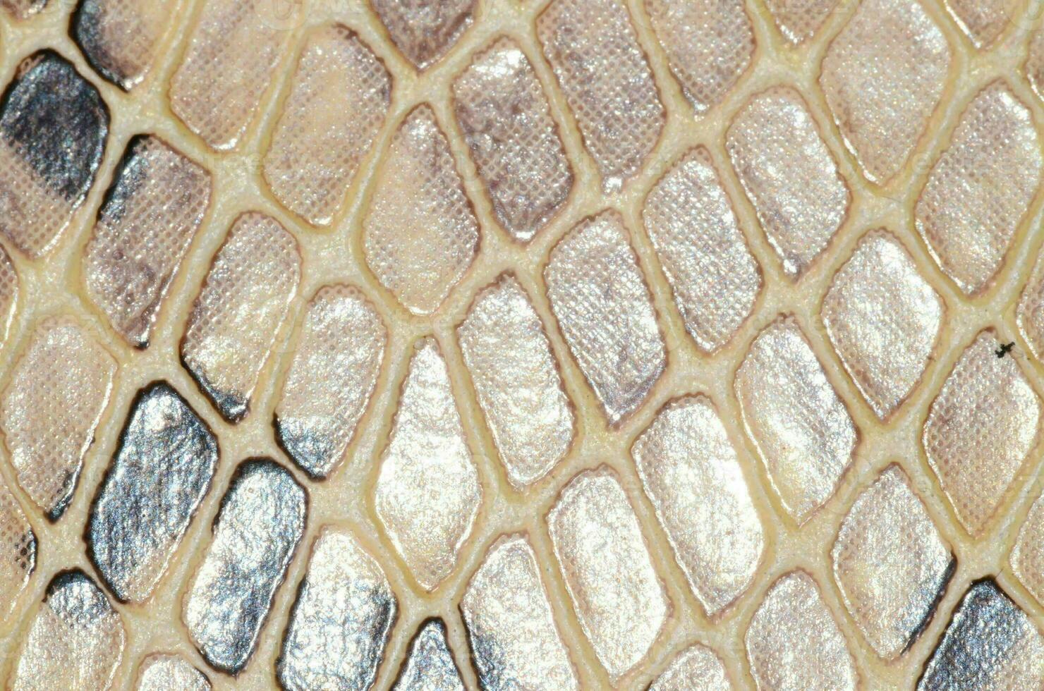 a close up of a snake skin photo