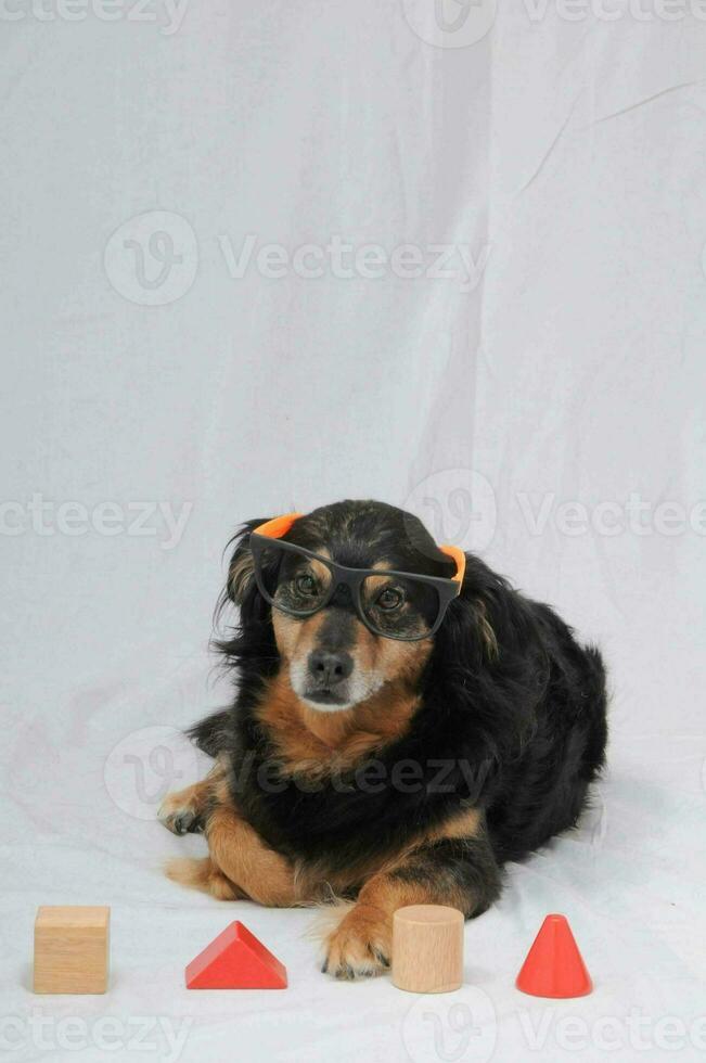 a dog wearing glasses and sitting next to a set of wooden blocks photo