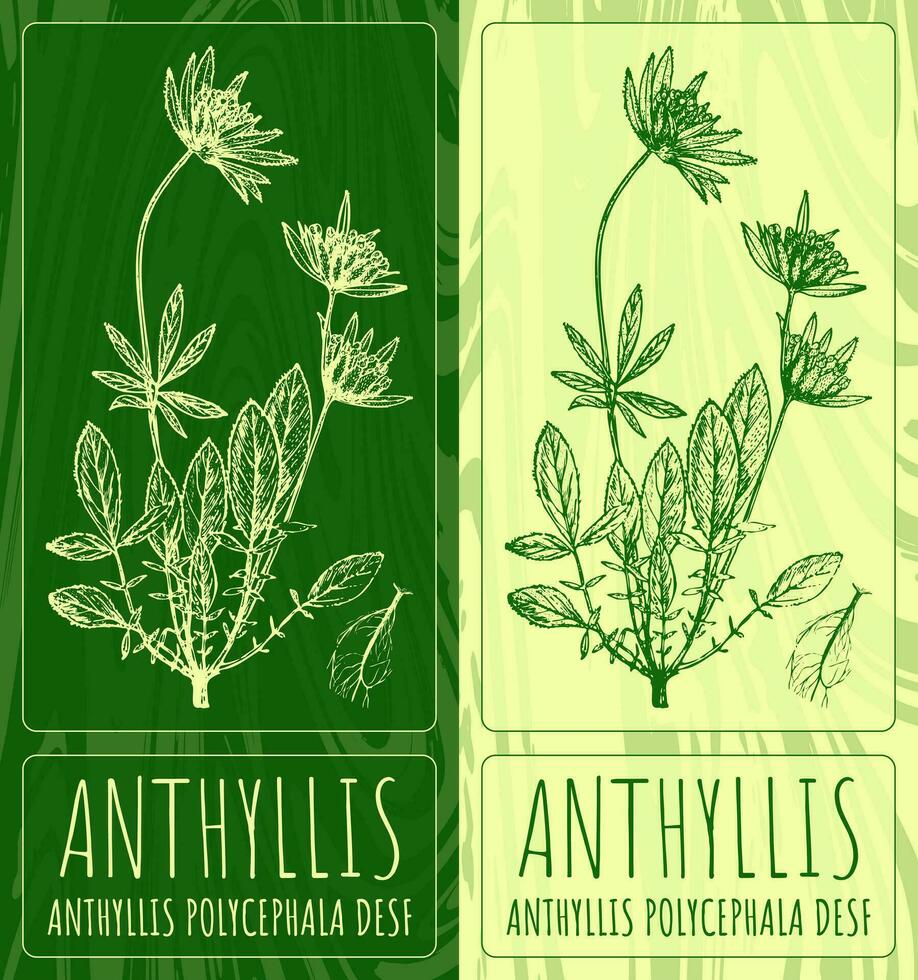 Vector drawings ANTHYLLIS. Hand drawn illustration. Latin name ANTHYLLIS POLYCEPHALA DESF.