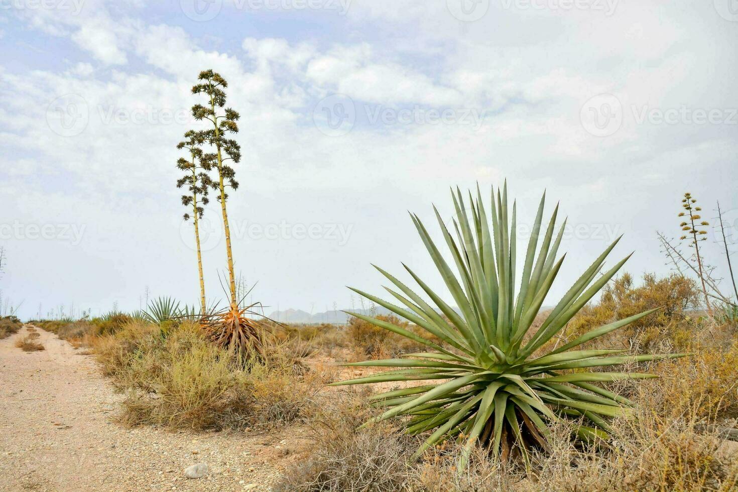 plants in the desert with a dirt road photo