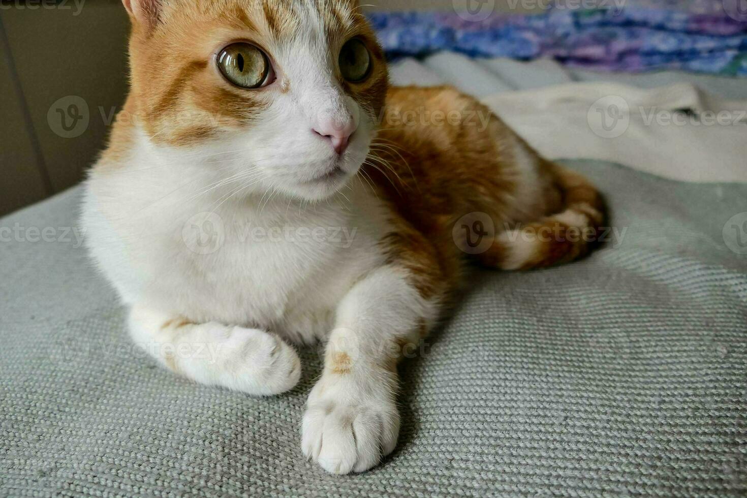 an orange and white cat sitting on a bed photo