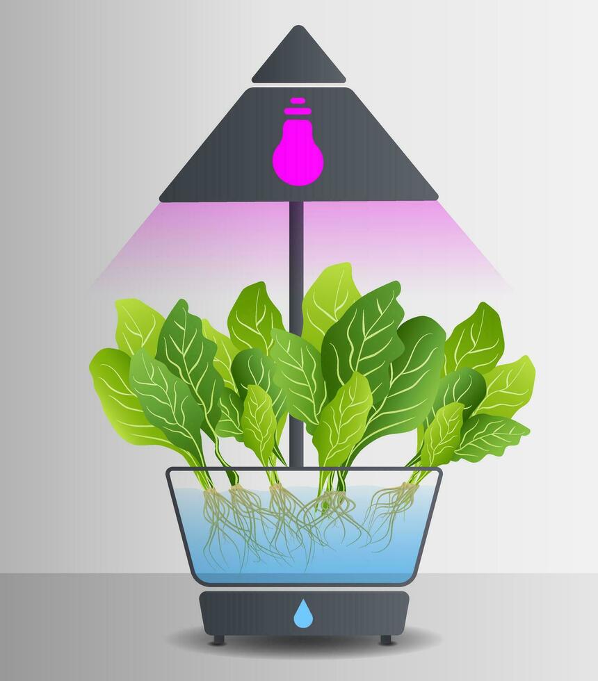 Portable hydroponic aeroponic system for ecofriendly growing of green lettuce, vegetables and herbs. With automatic watering system and purple phyto lighting. Phytolamp. Organic vegetable garden vector