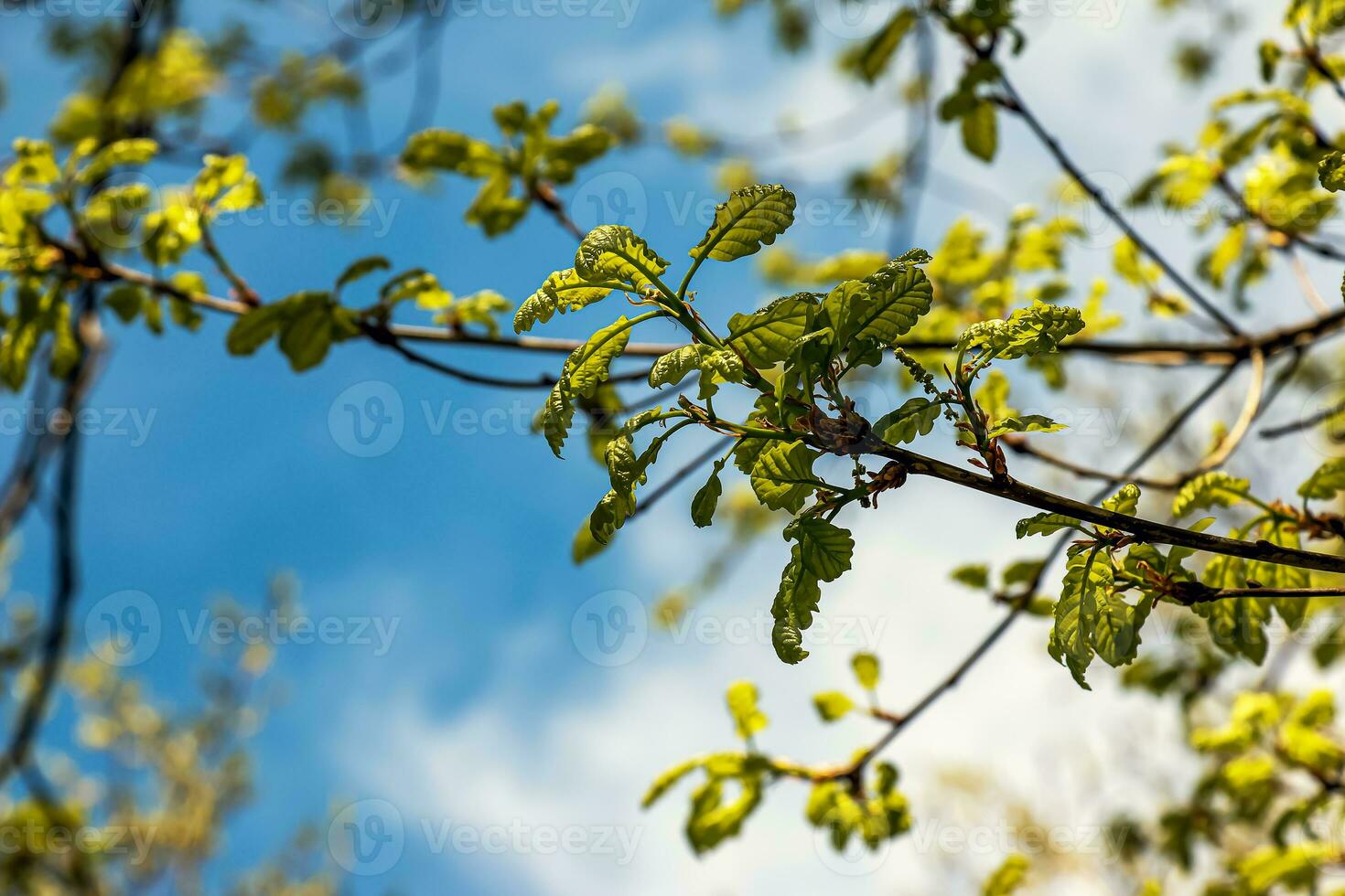 Quercus petraea in spring. Spring oak leaves. Selective focus. photo