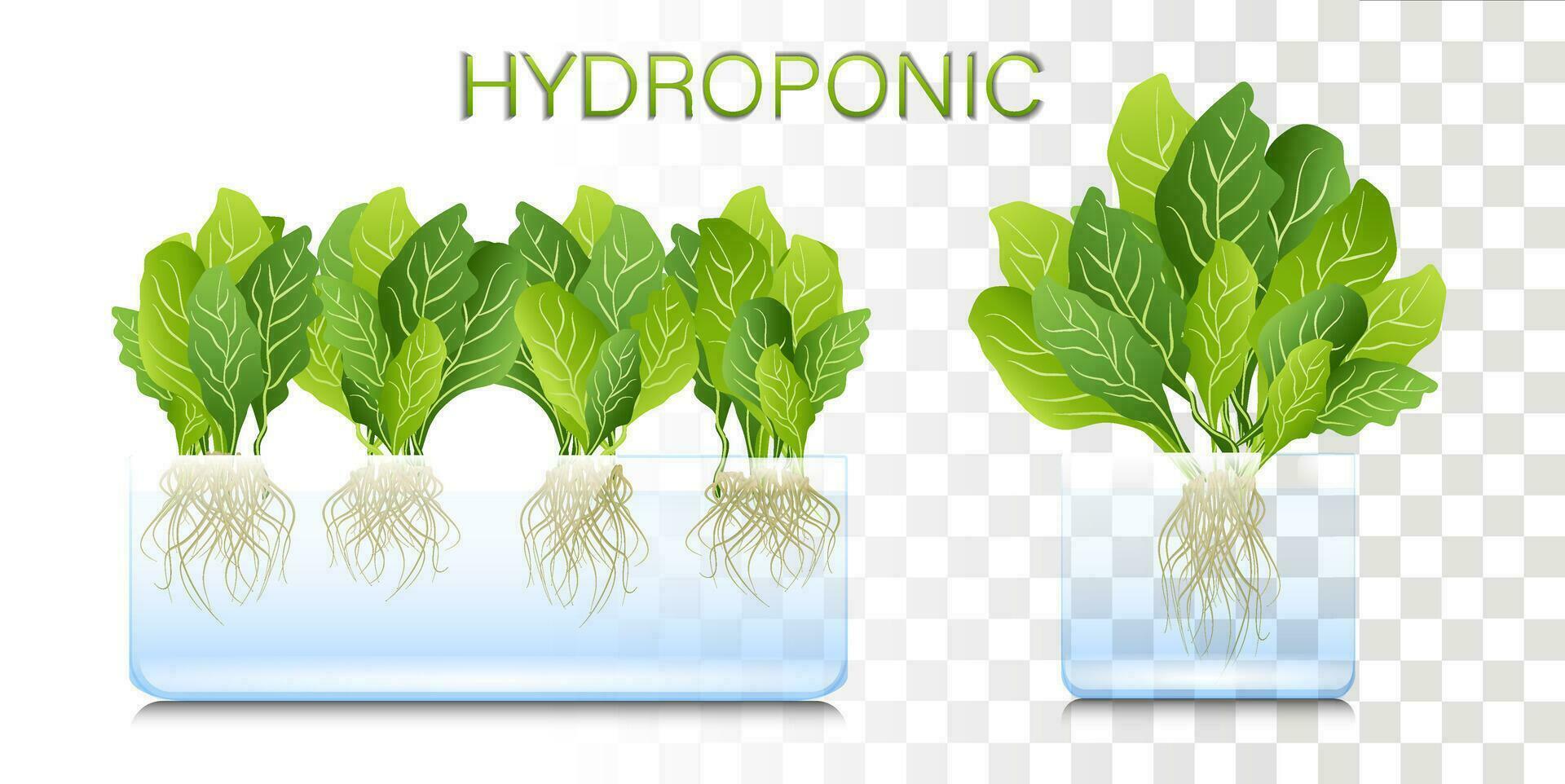 Portable hydroponic aeroponic system for ecofriendly growing of green lettuce, vegetables and herbs. organic vegetable garden vector