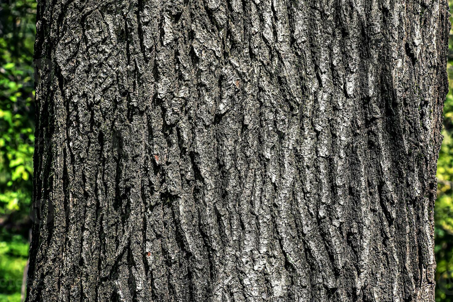 Oak bark close-up. The texture of the trunk of the Quercus petraea oak or Georgian oak. Background from living wood. Skin of the forest nature. photo