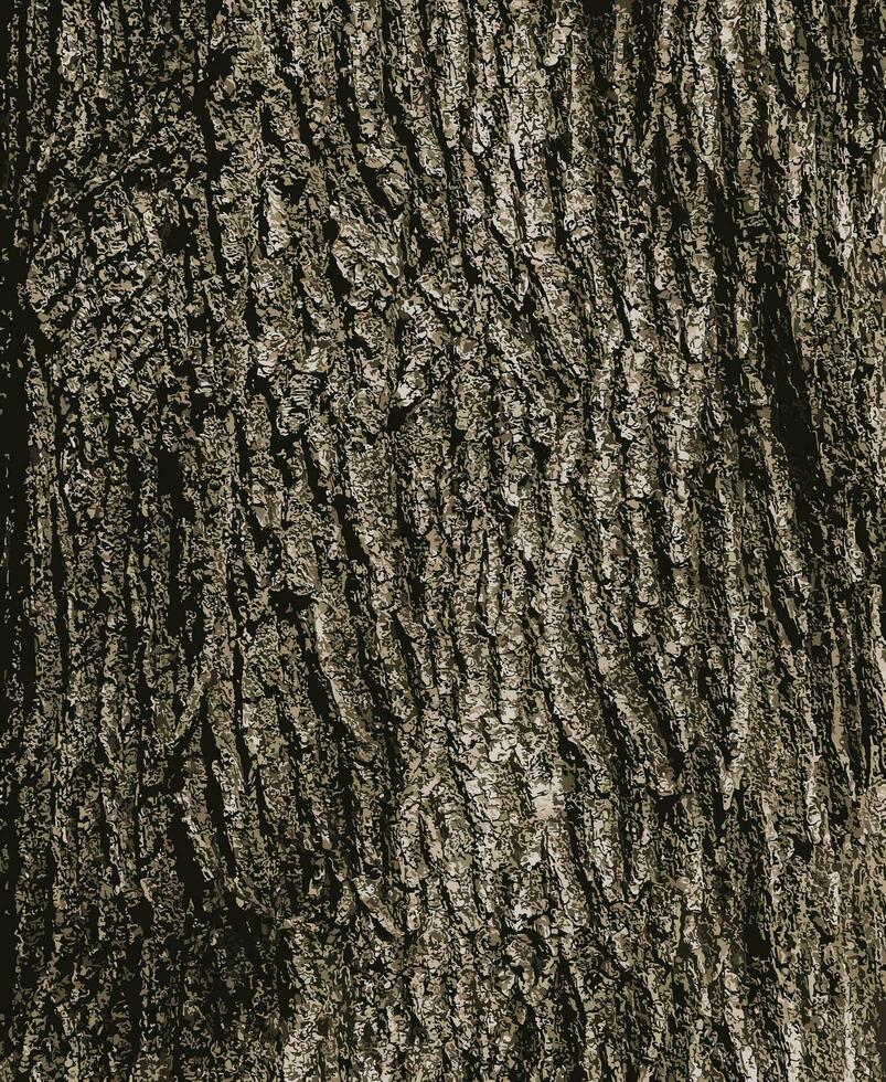 vector ilustración de abedul ladrar textura. el textura de el abedul ladrar. abedul ladrar antecedentes. abedul árbol trompa, Betula péndulo