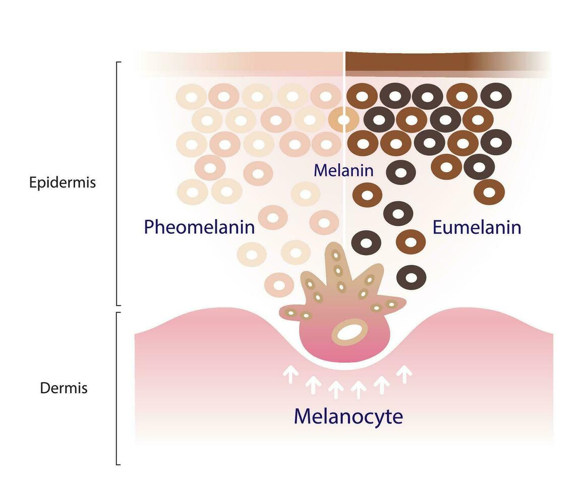 el mecanismo de piel pigmentación vector aislado en blanco antecedentes. comparación de dos tipos de melanina, eumelanina y feomelanina son producido por melanocitos en el epidérmico capa de el piel.