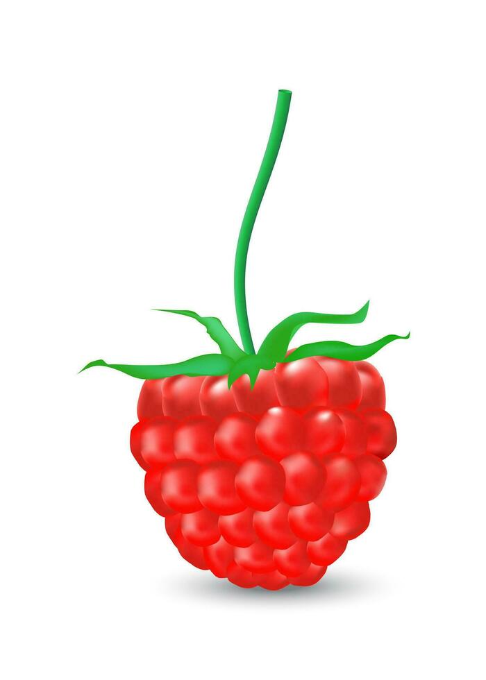 single leaves raspberry berry. red fruit, leaf plant, food fresh, sweet green, dessert ripe, vector illustration.