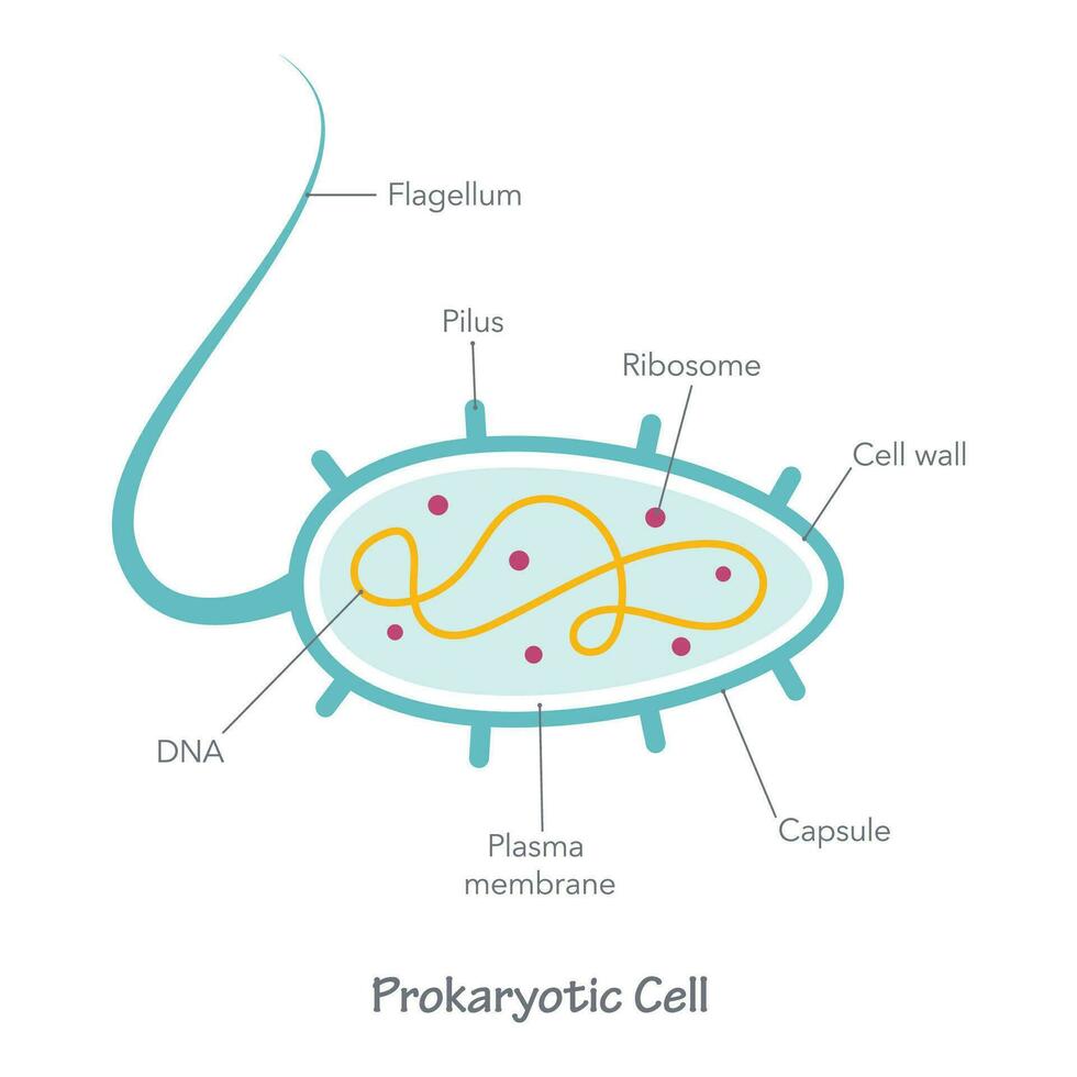 Prokaryote cell diagram vector illustration graphic