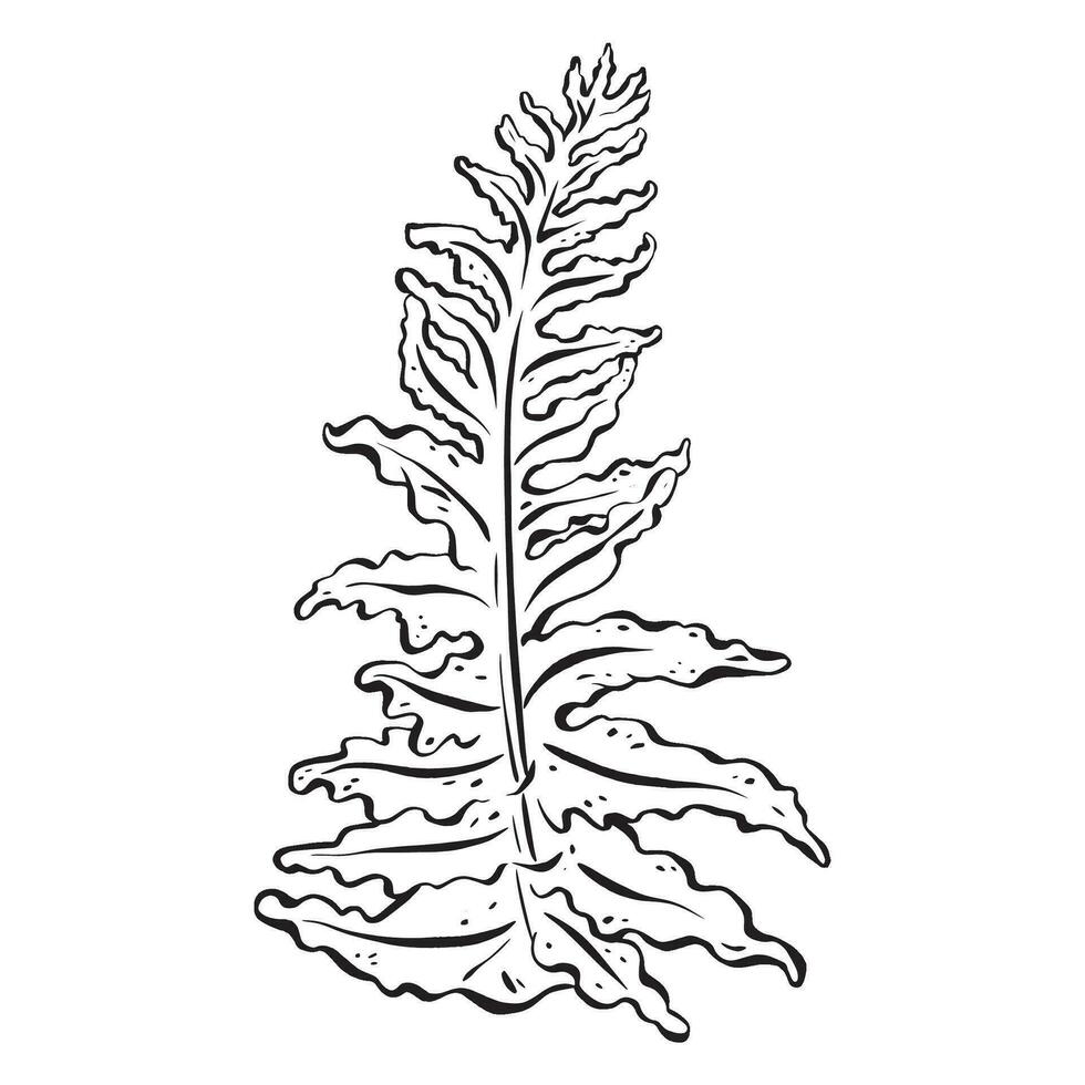 Ink. Elegant leaf contour featuring a gracefully detailed fern, ornamental greenery in a forest. The minimalist monochrome design, isolated on white background, vector illustration in EPS 10 format