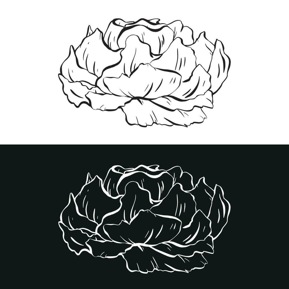 vector artwork. a striking rose with intricate contours in black and white ink. Abundant, fluffy petals create a lavish visual. Ideal for tattoos invitations cards posters weddings and birthdays