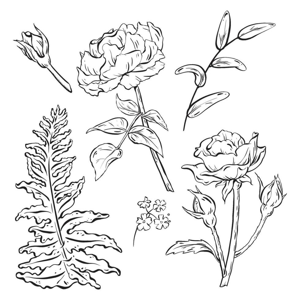 Ink. A hand-drawn set of flowers featuring roses with buds and delicate leaves. Forest fern leaf for bouquet arrangements. Wildflowers and woodland herbs as the decorative foliage. vector EPS 10