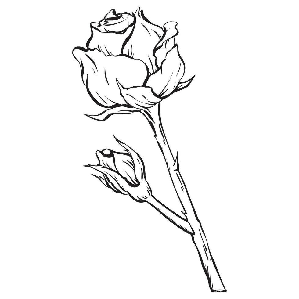 Vector. a tall, opulent rose, featuring a tender bud on a lengthy steam, complete with thorns. Perfect for tattoos invites and cards a wall poster. for festivities, weddings, and birthdays vector