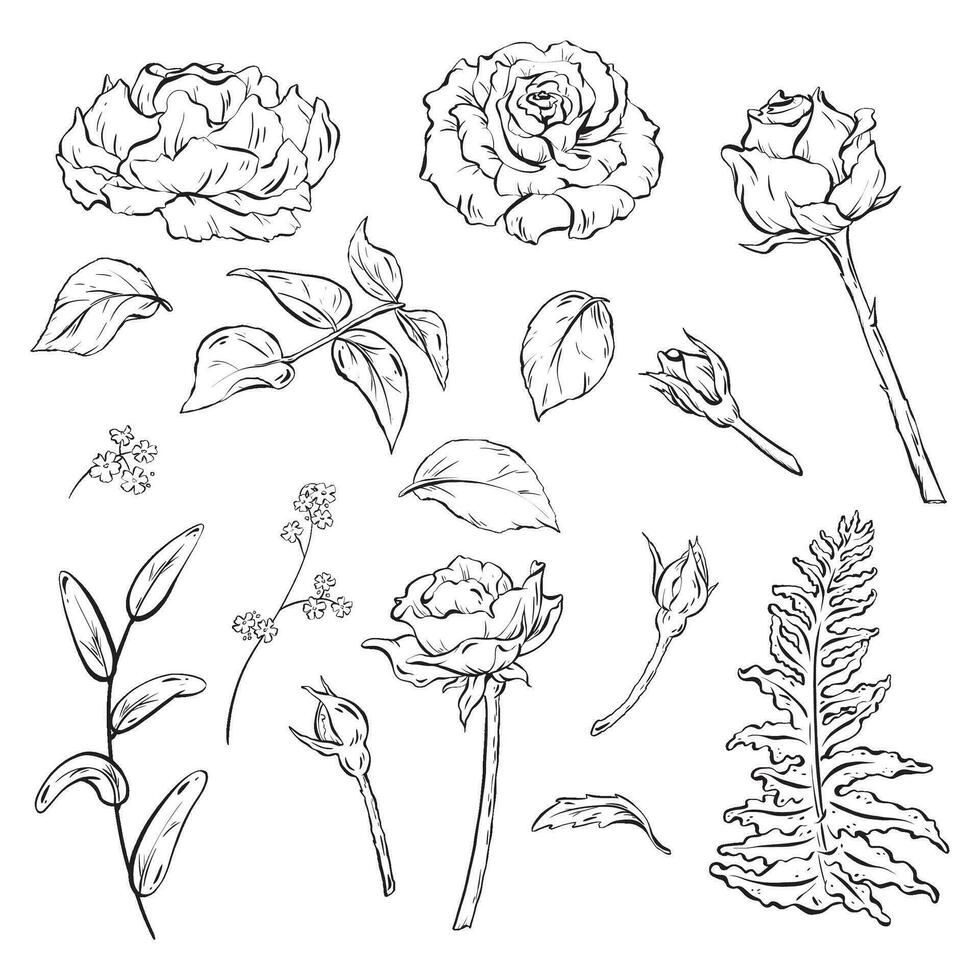 tinta. un dibujado a mano conjunto de flores presentando rosas con brotes y delicado hojas. bosque helecho hoja para ramo de flores preparativos. flores silvestres y bosque hierbas como el decorativo follaje. vector eps 10