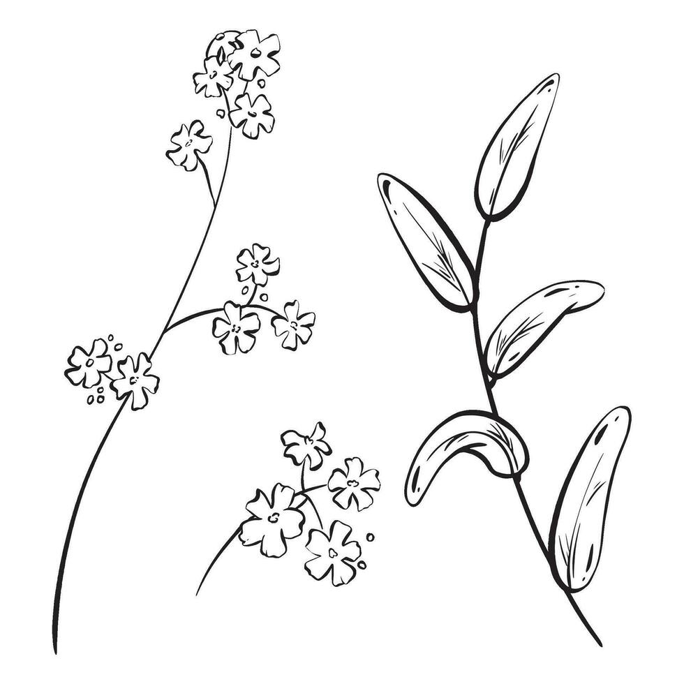 Ink. A collection of wildflowers. Hand-drawn field flowers and buds, along with a branch of forest herbs. Medicinal plants and decorative foliage. monochromatic style. The vector illustration, EPS 10