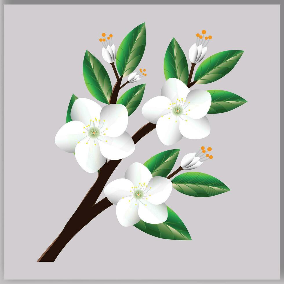 vector white cherry blossom. white flowers on a branch Illustration.