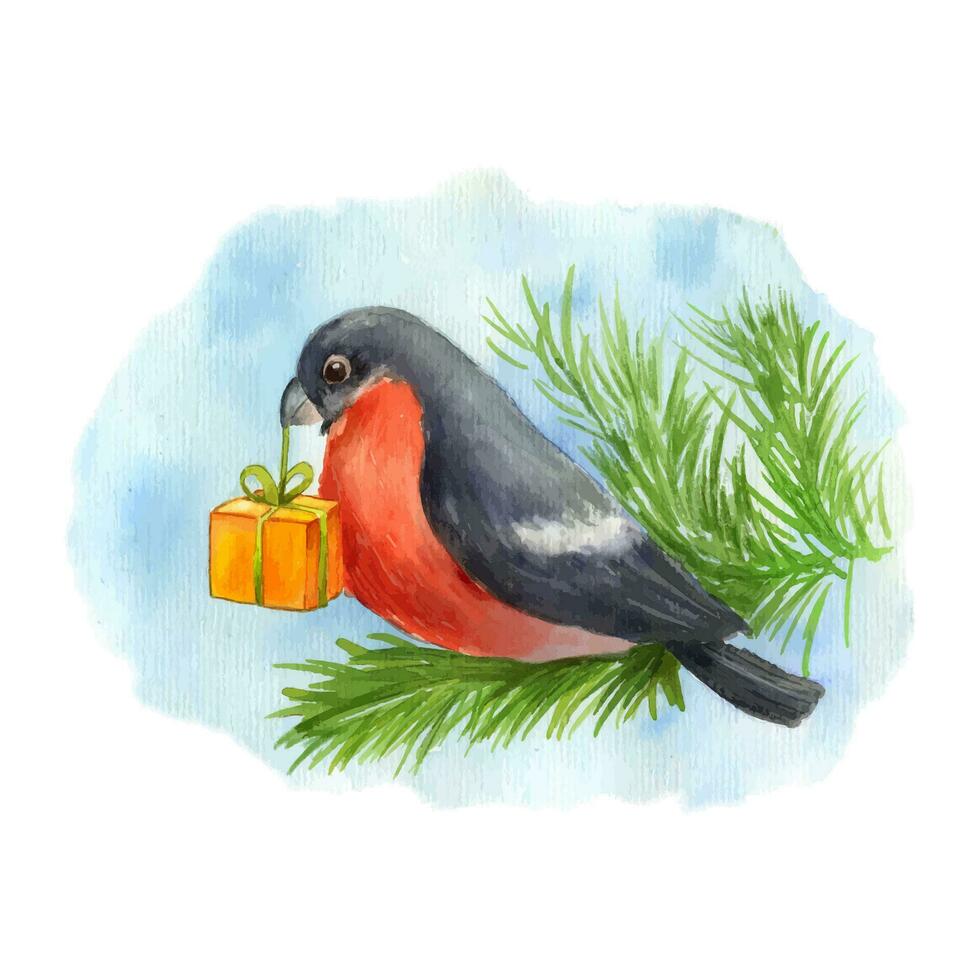 Bullfinch bird on pine branch with gift box. Watercolor illustration on blue background for card. Forest little songbird vector