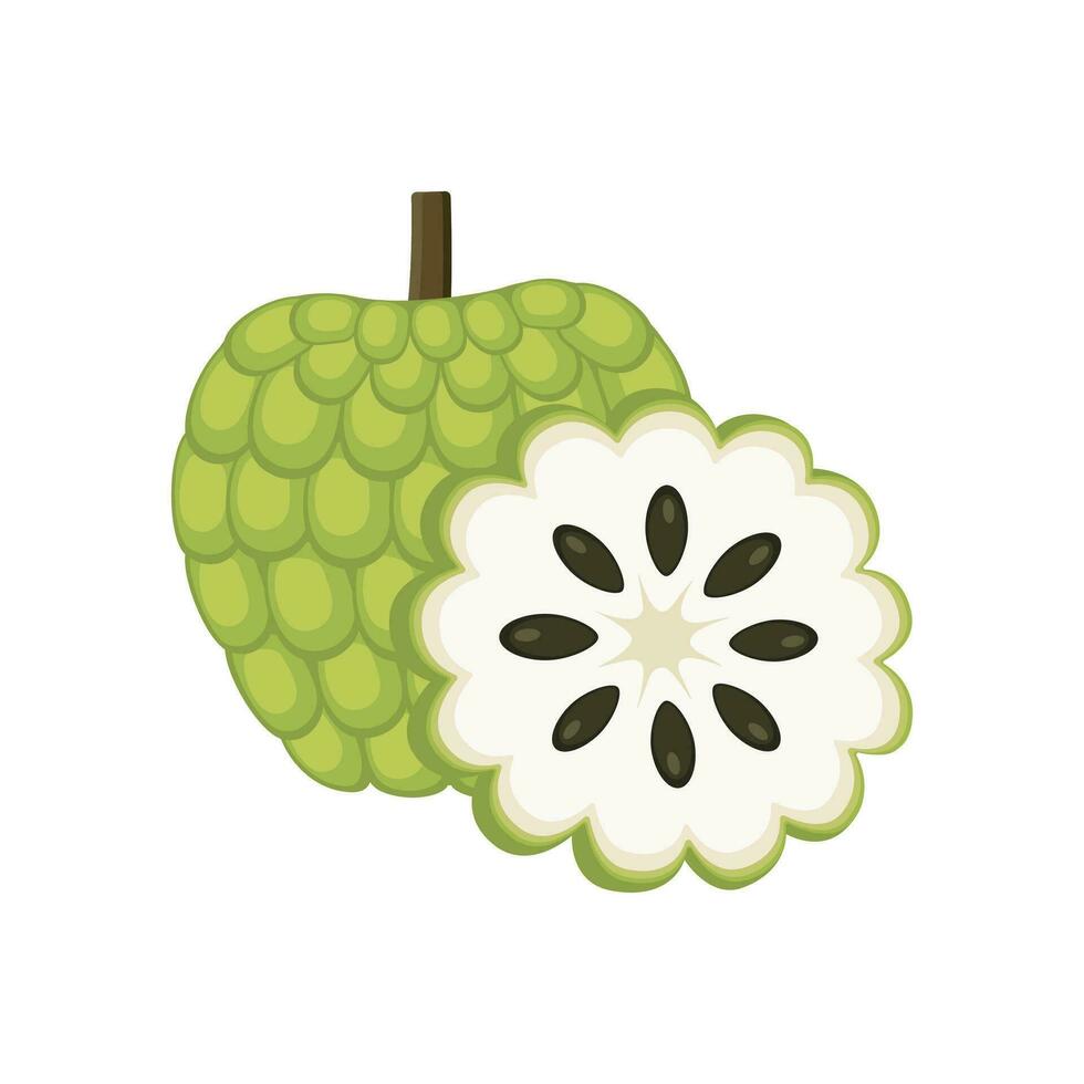 Custard apple set design with isolated whole and cut tropical fruit annona reticulata. Green sugar apple in flat detailed vector style for packaging, designs, decorative elements