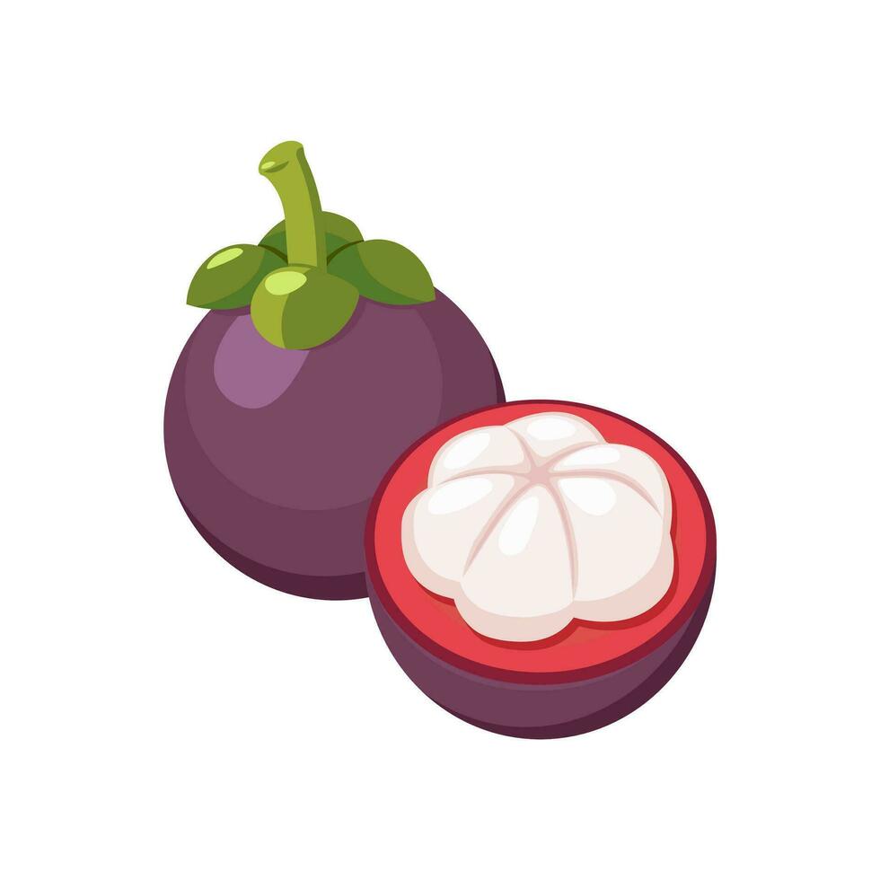 Purple mangosteen set design with isolated whole and halved sweet tropical fruit. Exotic vegan food in flat detailed vector style for packaging, designs, decorative elements