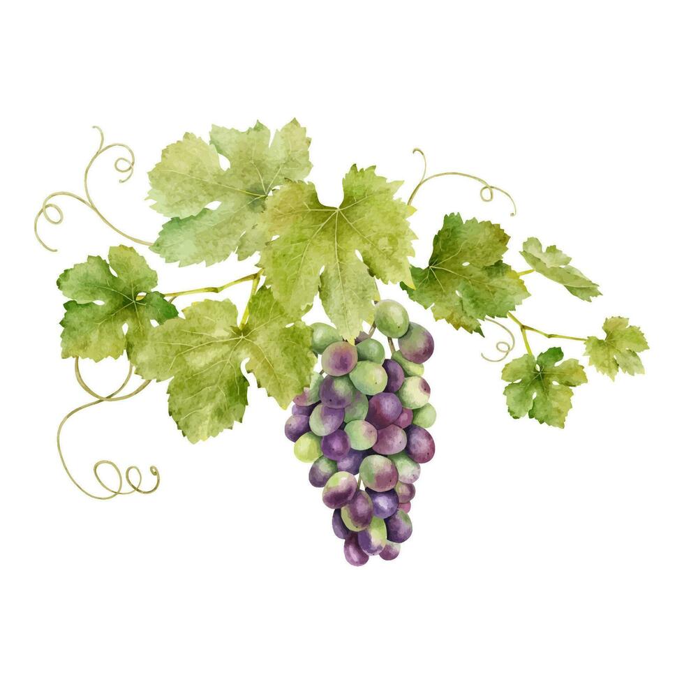 A bunch of red grapes with leaves. Grapevine. Isolated watercolor illustrations. For the design of labels of wine, grape juice and cosmetics, wedding cards, stationery, greetings cards vector