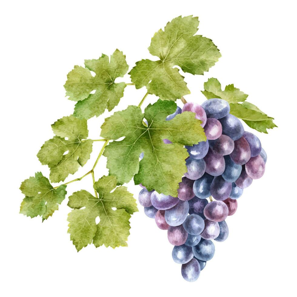 A bunch of red grapes with leaves. Grapevine. Isolated watercolor illustrations. For the design of labels of wine, grape juice and cosmetics, wedding cards, stationery, greetings cards vector