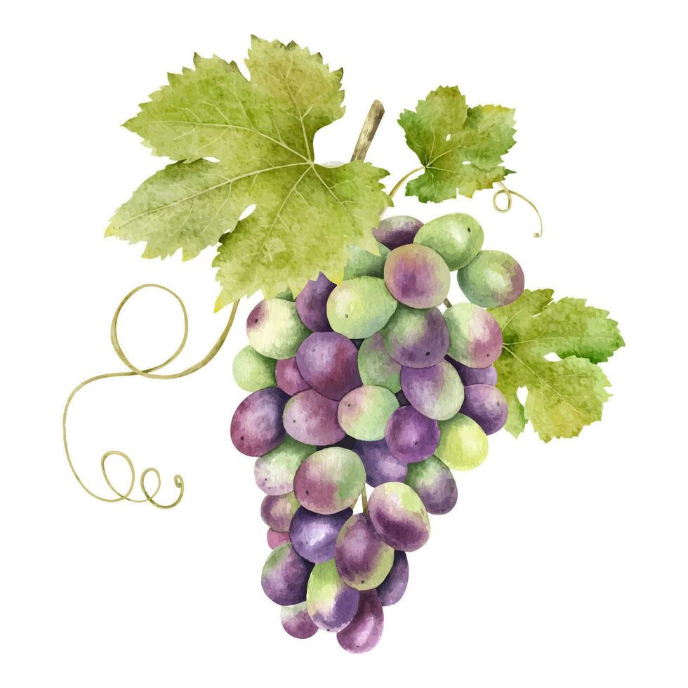 A bunch of red grapes with leaves. Grapevine. Isolated watercolor illustrations. For the design of labels of wine, grape juice and cosmetics, wedding cards, stationery, greetings cards vector